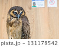 止まり木に止まるかっこいい梟 131178542