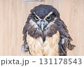 止まり木に止まるかっこいい梟 131178543