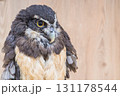 止まり木に止まるかっこいい梟 131178544
