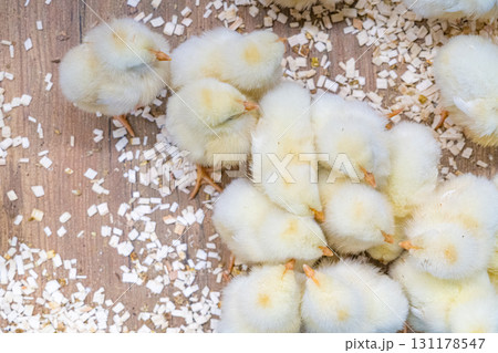 黄色いもふもふのひよこたち 131178547