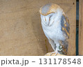 止まり木に止まるかっこいい梟 131178548