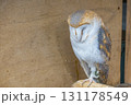 止まり木に止まるかっこいい梟 131178549