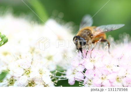 ハナアブとゲンペイシモツケの白い花 131178566