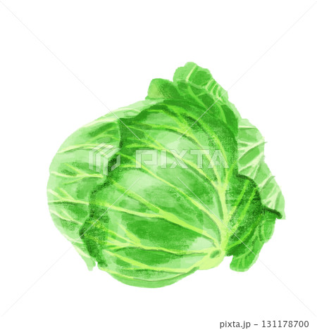 水彩で描いたキャベツ 水彩で描いたキャベツ 131178700