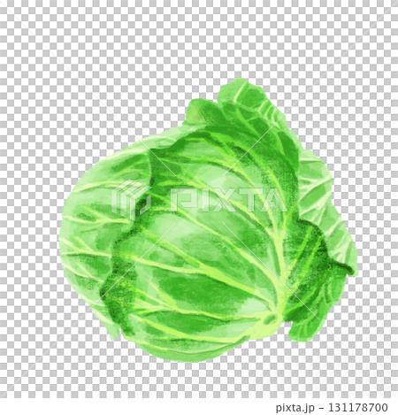 水彩で描いたキャベツ 水彩で描いたキャベツ 131178700