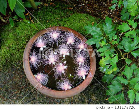 宇治市植物公園の温室内に置かれた鉢に浮かんだサガリバナの花 131178726