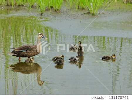 さあ遊んでおいで。カルガモの親子。 131178741