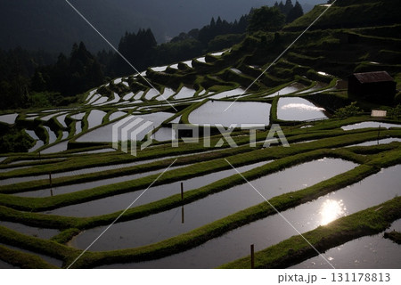太陽にライトアップされた棚田 131178813