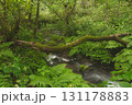 ブナの森　奥大山　木谷沢渓流　天然水のロケ地。 131178883