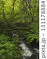 ブナの森　奥大山　木谷沢渓流　天然水のロケ地。 131178884