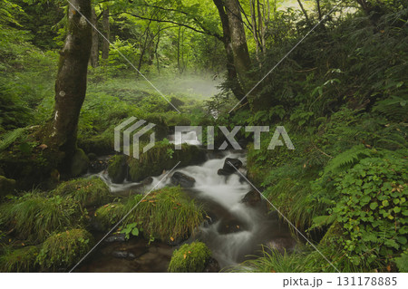 ブナの森　奥大山　木谷沢渓流　天然水のロケ地。 131178885