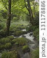 ブナの森　奥大山　木谷沢渓流　天然水のロケ地。 131178886