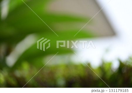 defocused beautiful green leaf texture in springtime, abstract blur natural background defocused beautiful green leaf texture in springtime, abstract blur natural background 131179185