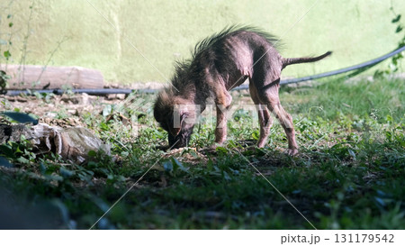 Stray puppy searches grass for scraps showing struggle and abandonment in urban environment  131179542