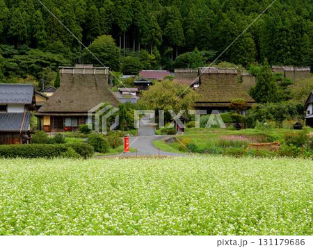 京都・美山町のかやぶきの里の前の畑一面に咲く白い蕎麦の花 131179686
