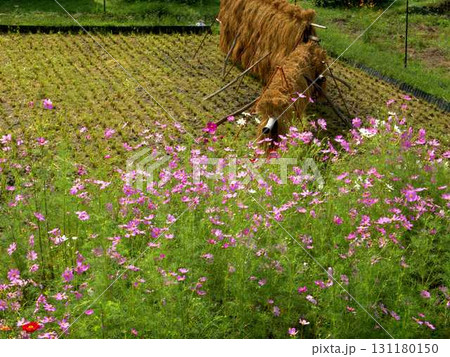 京都・美山町のかやぶきの里の稲刈りが終わった田んぼに咲くコスモスの花 131180150