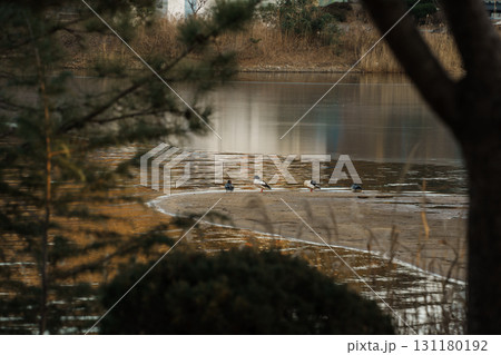 Ducks on Sandbar at Yeongrang Lake, Sokcho, South Korea Ducks on Sandbar at Yeongrang Lake, Sokcho, South Korea 131180192