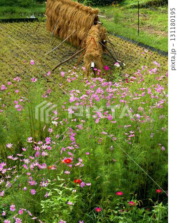 都・美山町のかやぶきの里の稲刈りが終わった田んぼに咲くコスモスの花 都・美山町のかやぶきの里の稲刈りが終わった田んぼに咲くコスモスの花 131180195