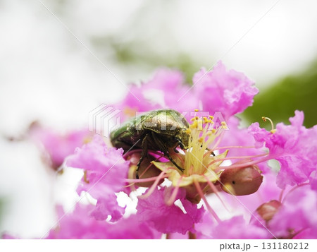さるすべりの蜜を吸うコアオハナムグリ さるすべりの蜜を吸うコアオハナムグリ 131180212