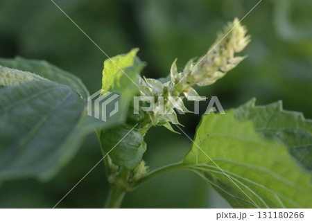 大葉の花 131180266