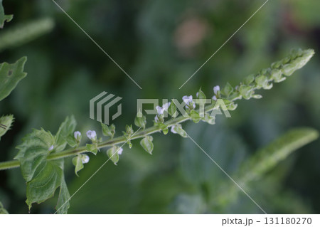 大葉の花 131180270