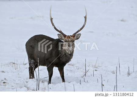 冬の知床に佇むオスのエゾシカ 131180412