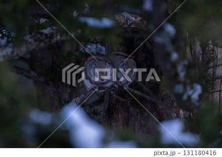 北海道のモモンガ 131180416