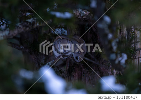 北海道のモモンガ 131180417