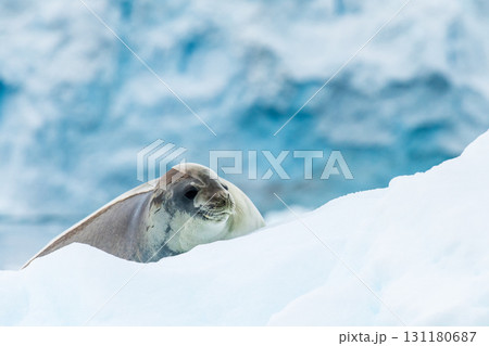 Close-up of a Weddell seal 131180687