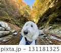 燃えるような紅葉の渓谷でリュックを背負い清流にたたずむ白い大型犬 131181325