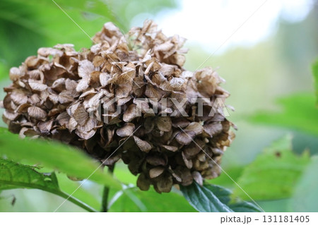 枯れた紫陽花 秋の公園 背景 イメージ 枯れた紫陽花 秋の公園 背景 イメージ 131181405