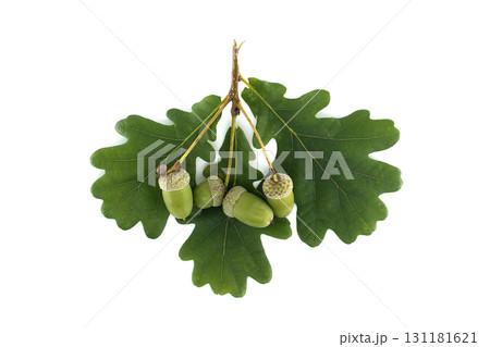 Fresh acorns and oak leaves presented on a clean, white background. 131181621