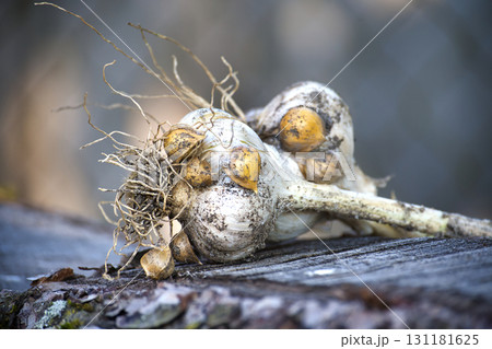 Close-up of elephant garlic bulbs showing detail and texture on a wooden surface. 131181625