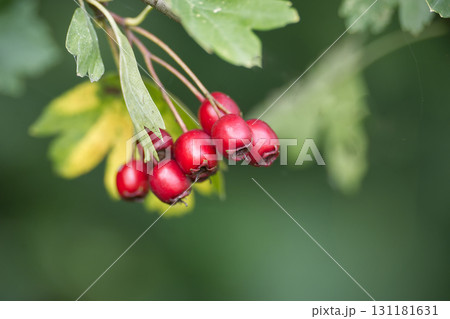 Close-up of vibrant red hawthorn berries on a branch with green leaves. 131181631