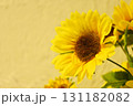 ひまわり 131182082