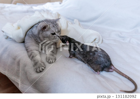 Cat Rat Friendship - A gray tabby cat and a black rat lie together on a white blanket. They appear to be friendly. Cat Rat Friendship - A gray tabby cat and a black rat lie together on a white blanket. They appear to be friendly. 131182092