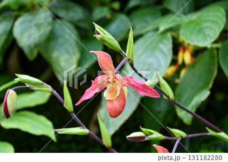 フラグミペディウム　Phragmipedium 131182280