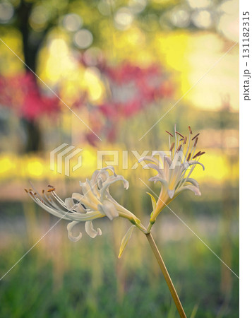 白のヒガンバナ 白のヒガンバナ 131182315