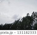 Organic real photography taken dark green windy pine wood moody sky clouds aesthetics nature scene Organic real photography taken dark green windy pine wood moody sky clouds aesthetics nature scene 131182333