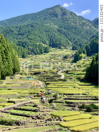 秋晴れの青空の下、収穫作業(稲刈り・はざ干し)が始まった鞍掛山麓の棚田〈四谷千枚田/愛知県新城市〉 131182403