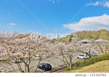 山口県山陽小野田市にある桜咲く江汐公園駐車場 山口県山陽小野田市にある桜咲く江汐公園駐車場 131182492