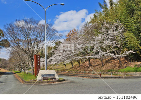 山口県山陽小野田市にある桜咲く江汐公園入口 山口県山陽小野田市にある桜咲く江汐公園入口 131182496