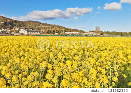黄色い花が一面に咲いた春の菜の花畑 黄色い花が一面に咲いた春の菜の花畑 131182536