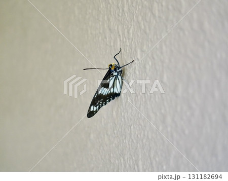 壁に止まるゴマダラチョウ 壁に止まるゴマダラチョウ 131182694