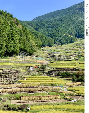 秋晴れの青空の下、収穫作業(稲刈り・はざ干し)が始まった鞍掛山麓の棚田〈四谷千枚田/愛知県新城市〉 131182875