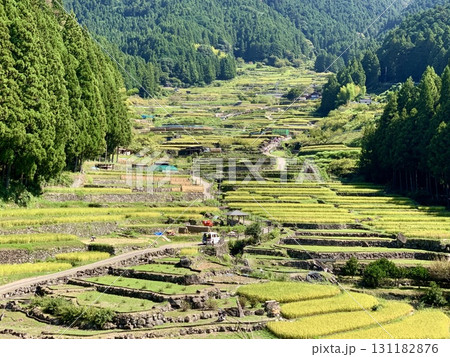 新米の収穫作業(稲刈り・はざ干し)が始まった鞍掛山麓の棚田〈四谷千枚田/愛知県新城市〉 新米の収穫作業(稲刈り・はざ干し)が始まった鞍掛山麓の棚田〈四谷千枚田/愛知県新城市〉 131182876