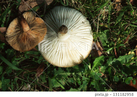 キノコ 131182958