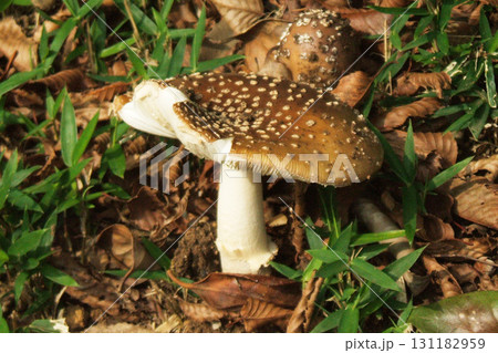キノコ 131182959