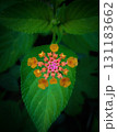 Colorful Lantana Flower Cluster with Fresh Green Leaf 131183662