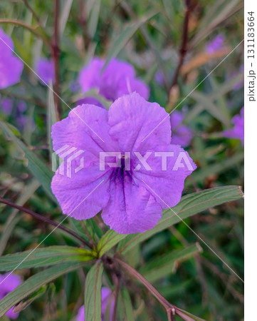 Purple Ruellia Wildflower Close Up in Morning Light Purple Ruellia Wildflower Close Up in Morning Light 131183664